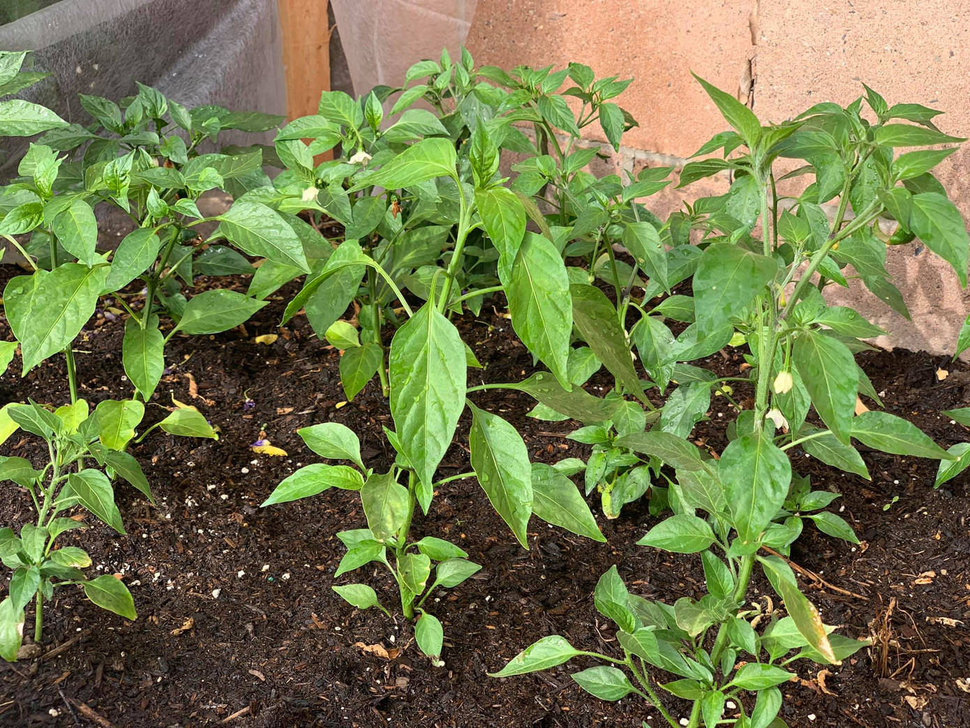 Cuộc sống tránh dịch trong biệt thự ở Mỹ của Minh Tuyết ra sao? ảnh 4