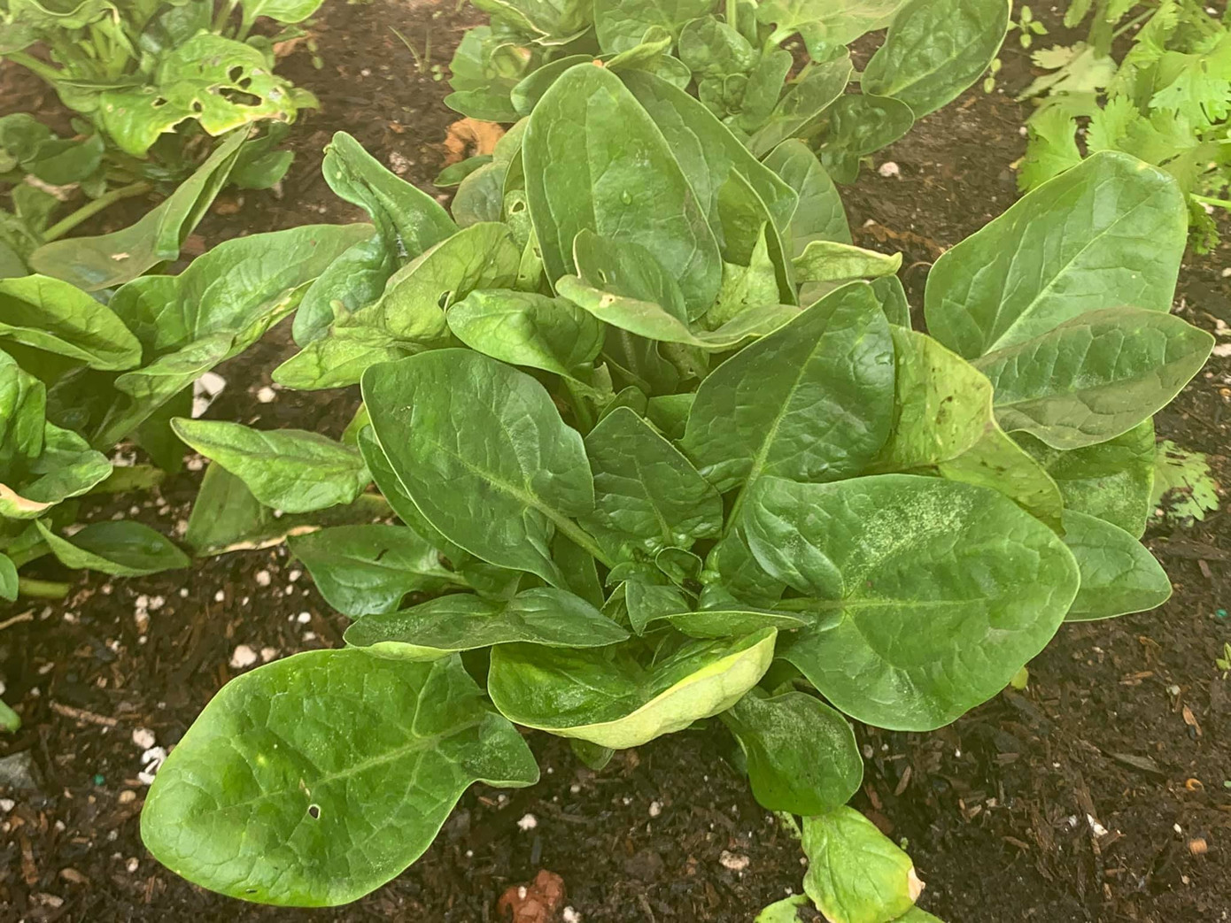 Cuộc sống tránh dịch trong biệt thự ở Mỹ của Minh Tuyết ra sao? ảnh 5