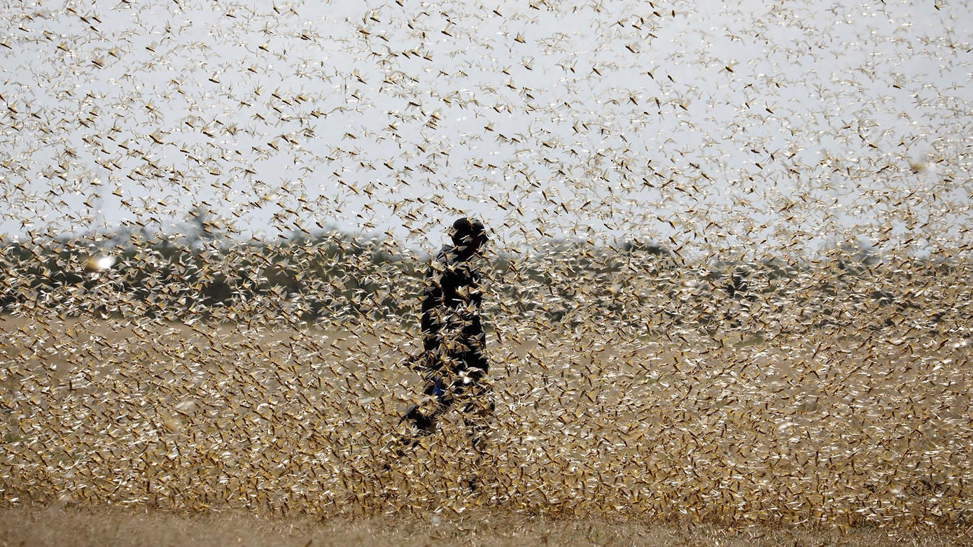 1001 thắc mắc: Máu của loài sinh vật đáng sợ trên thế giới có màu gì? ảnh 1