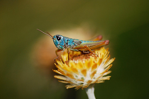 1001 thắc mắc: Máu của loài sinh vật đáng sợ trên thế giới có màu gì? ảnh 2