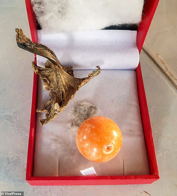 Cắn trúng viên ngọc trai màu cam tiền tỉ khi đang ăn ốc luộc ảnh 7