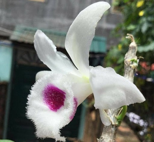 Cảnh báo nhận 'quả đắng' trong cơn sốt lan đột biến tiền bạc tỷ ảnh 2