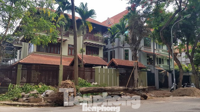 Vụ chủ biệt thự tự ý chặt cây, lát vỉa hè trái phép: Xử lý trách nhiệm cán bộ ảnh 2