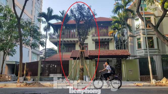 Vụ chủ biệt thự tự ý chặt cây, lát vỉa hè trái phép: Xử lý trách nhiệm cán bộ ảnh 1