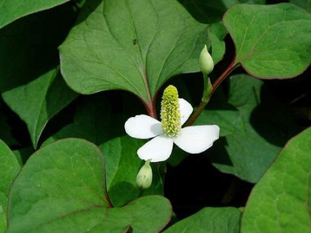 Thực phẩm cực tốt cho phổi, vừa lọc sạch vừa nâng cao sức đề kháng ảnh 5