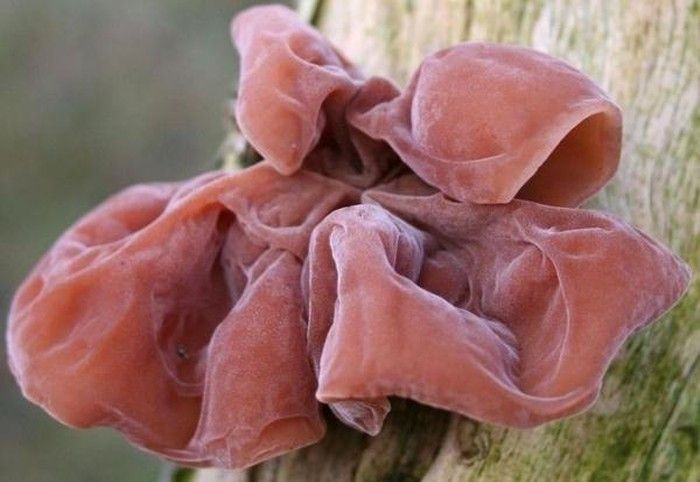 Thực phẩm độc vô cùng, chuyên gia khuyên thèm đến mấy cũng không nên ăn ảnh 4