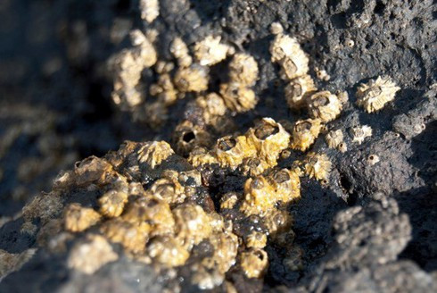 1001 thắc mắc: Con hà không có răng vì sao vẫn khoét thủng cả đá? ảnh 1