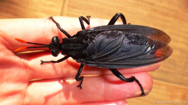 1001 thắc mắc: Loài ruồi nào nguy hiểm nhất hành tinh? ảnh 2