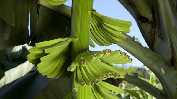 1001 thắc mắc: Chuối khổng lồ quả nặng đến 3kg mọc ở đâu, vì sao ngày càng hiếm? ảnh 2