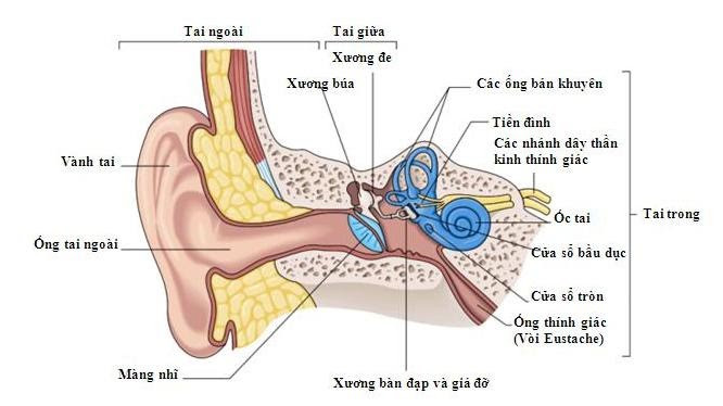 1001 thắc mắc: Cách nào để tai biết tiếng động dội từ đâu tới? ảnh 1