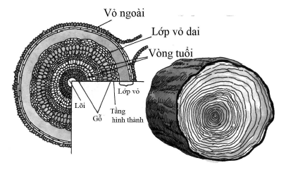 1001 thắc mắc: Vì sao không nên tưới cây vào buổi trưa? ảnh 1