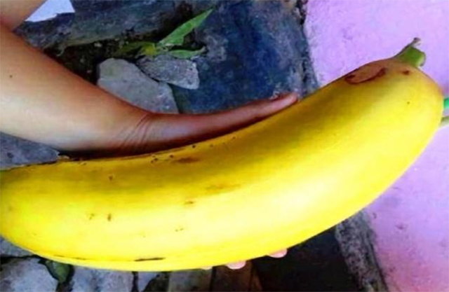 1001 thắc mắc: Chuối khổng lồ quả nặng đến 3kg mọc ở đâu, vì sao ngày càng hiếm? ảnh 1