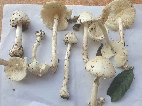 Nhiều ca tử vong vì ăn nấm: Dấu hiệu ngộ độc cần biết để xử trí kịp thời ảnh 2