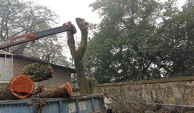 Gần hai năm, lô gỗ sưa ‘trăm tỷ’ ở Hà Nội nằm trong thùng container ảnh 10 Gần hai năm, lô gỗ sưa ‘trăm tỷ’ ở Hà Nội nằm trong thùng container ảnh 10