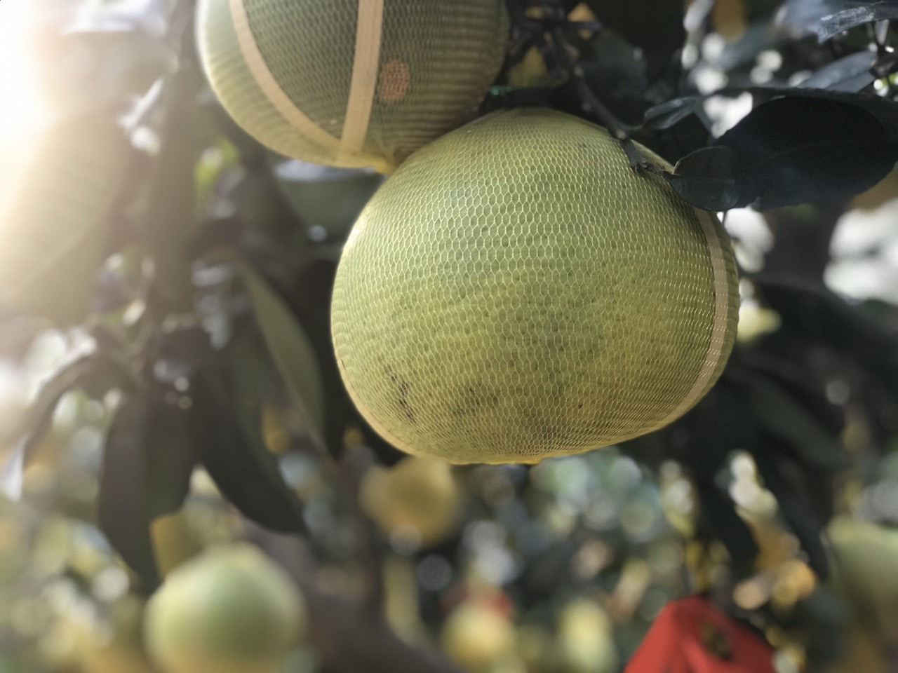 Bưởi Diễn giá trăm triệu đồng 'đổ bộ' Sài Gòn ảnh 3