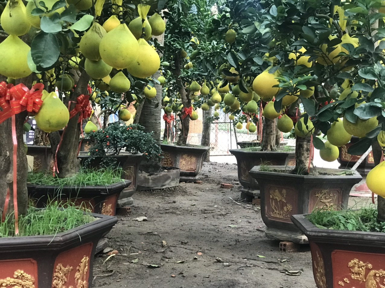 Bưởi Diễn giá trăm triệu đồng 'đổ bộ' Sài Gòn ảnh 2