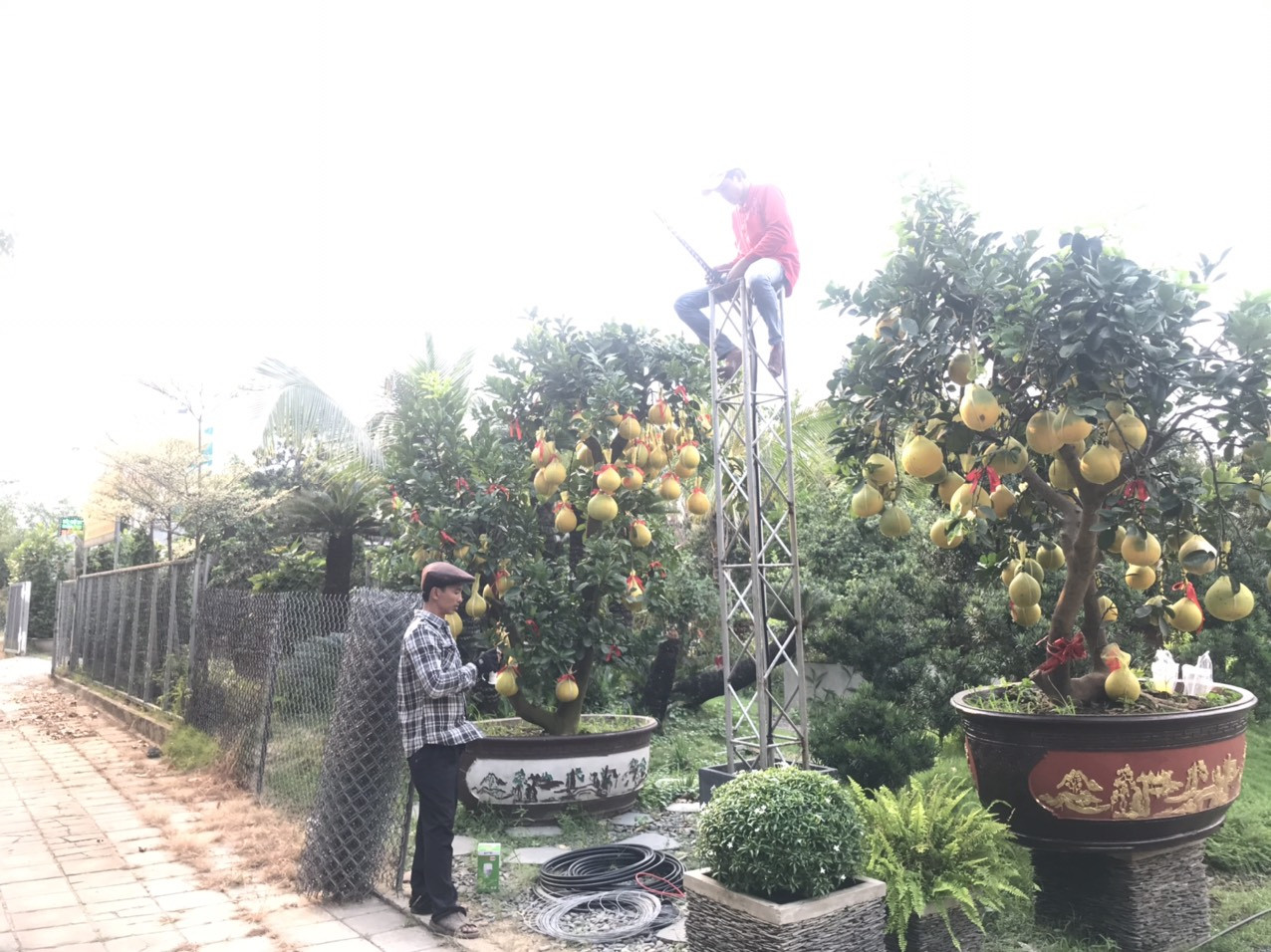 Bưởi Diễn giá trăm triệu đồng 'đổ bộ' Sài Gòn ảnh 4