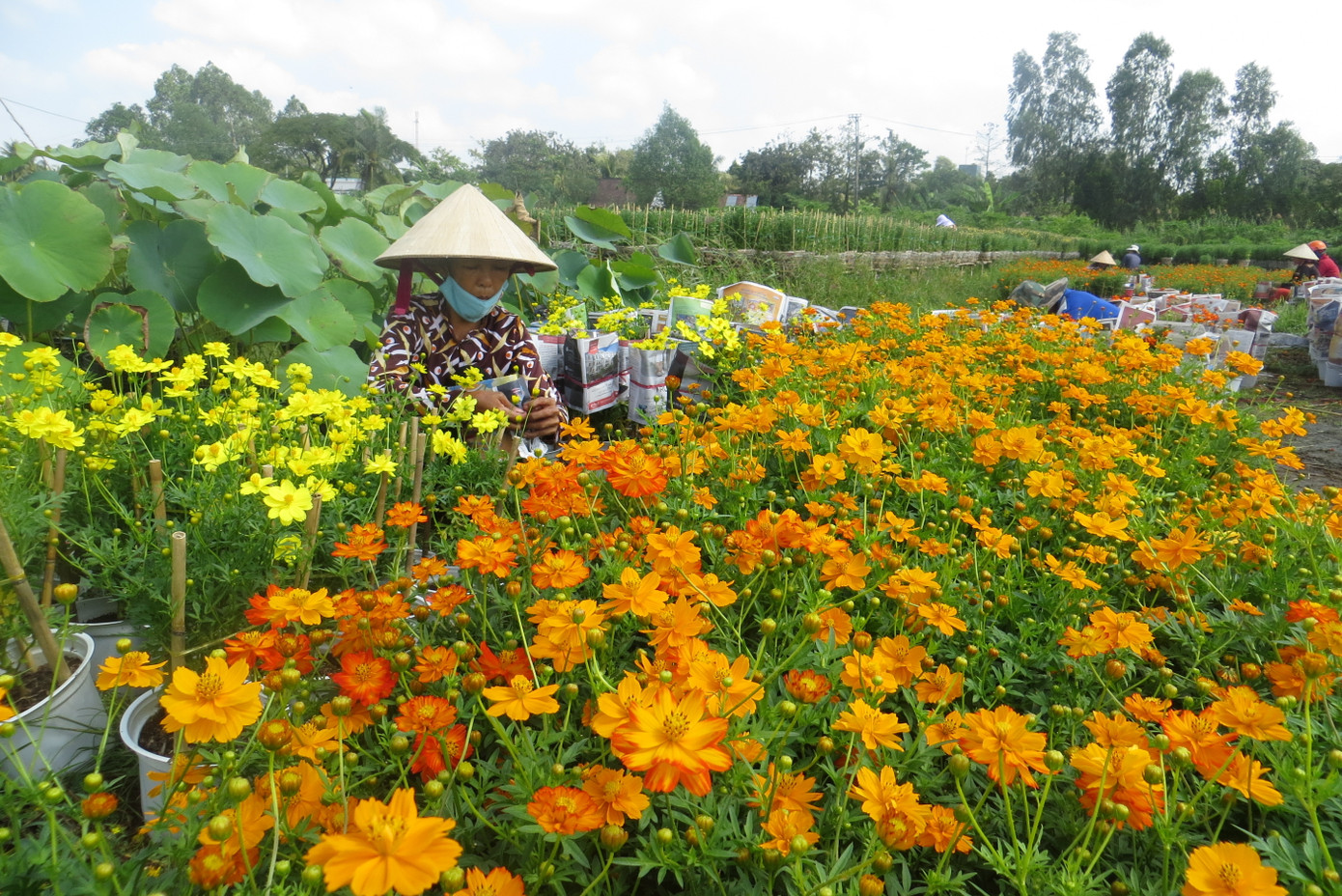 Mai vàng, hoa Tết nhộn nhịp xuống phố ảnh 16