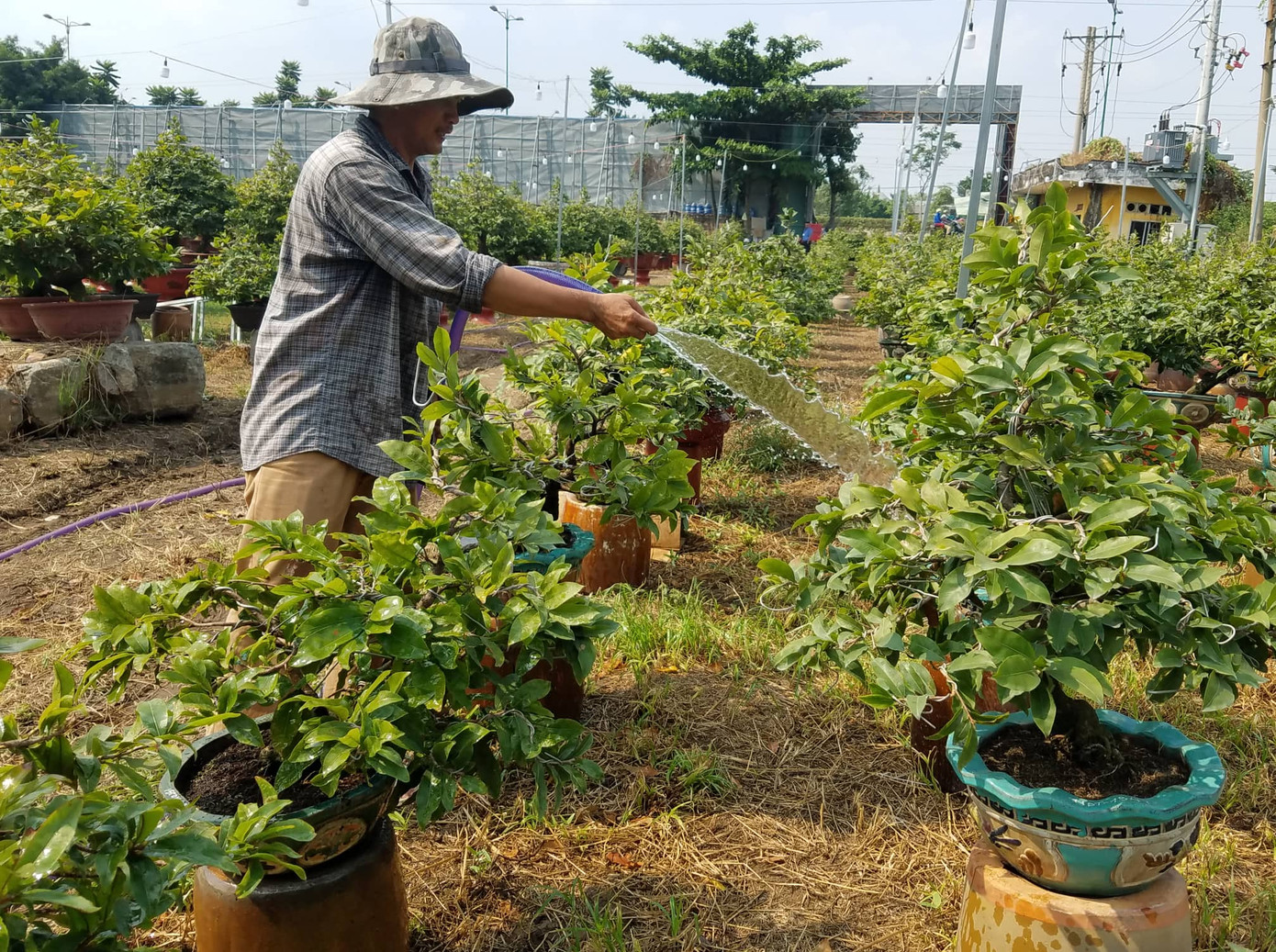 Mai vàng, hoa Tết nhộn nhịp xuống phố ảnh 3