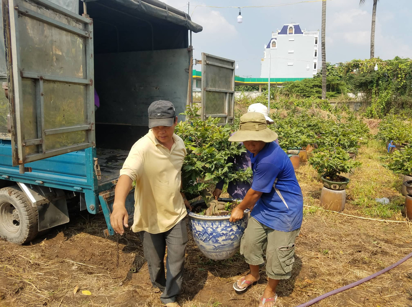 Mai vàng, hoa Tết nhộn nhịp xuống phố ảnh 2