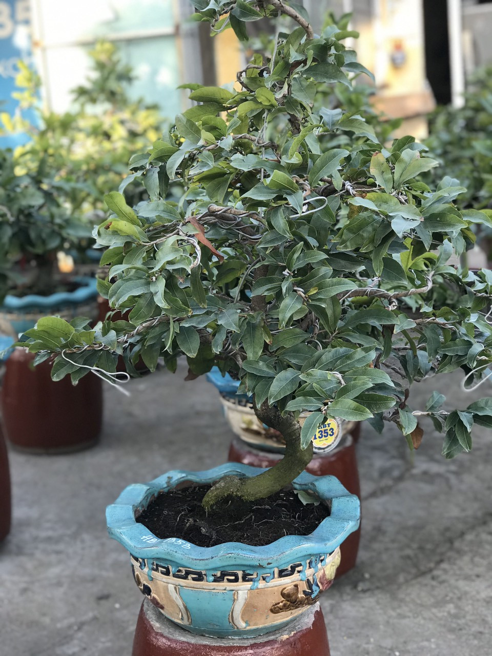 Mai vàng, hoa Tết nhộn nhịp xuống phố ảnh 6