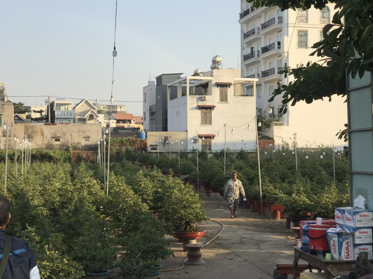 Mai vàng, hoa Tết nhộn nhịp xuống phố ảnh 8