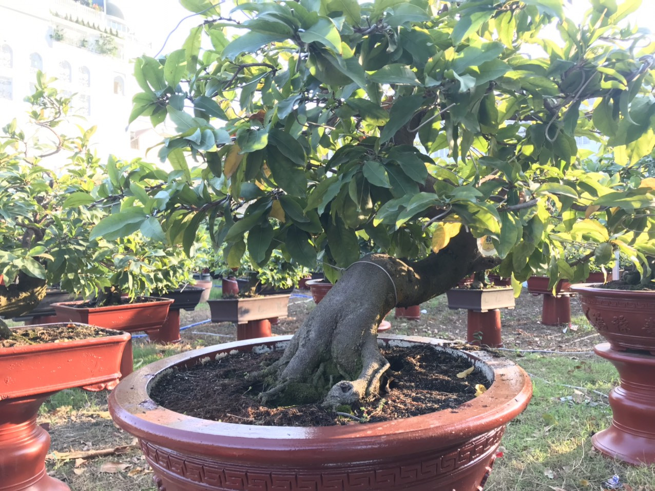 Mai vàng, hoa Tết nhộn nhịp xuống phố ảnh 12