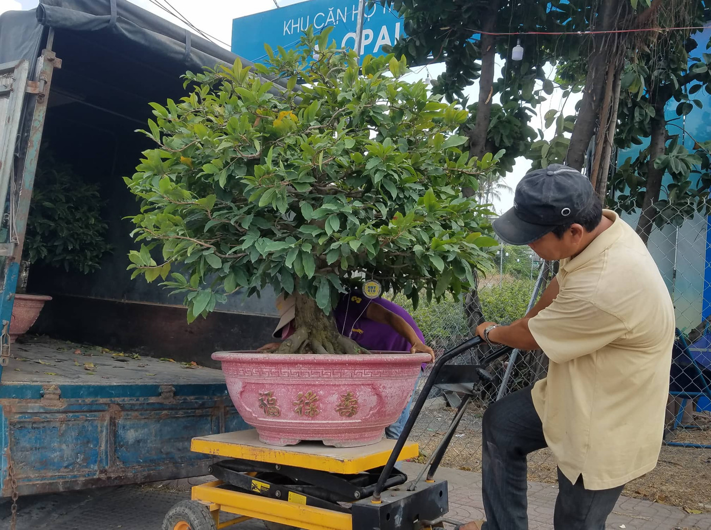 Mai vàng, hoa Tết nhộn nhịp xuống phố ảnh 1