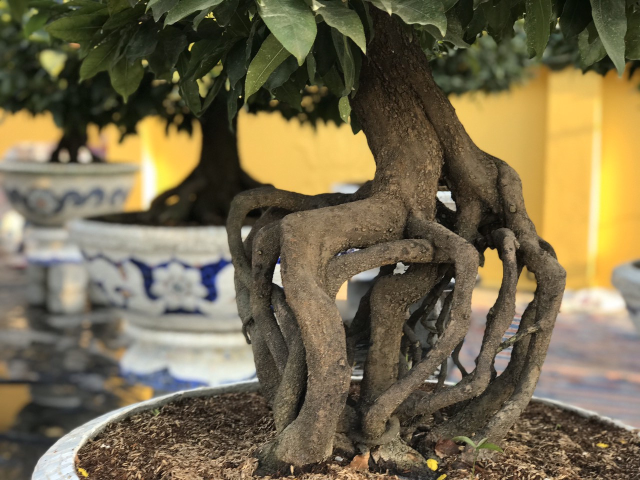 Mai vàng, hoa Tết nhộn nhịp xuống phố ảnh 7