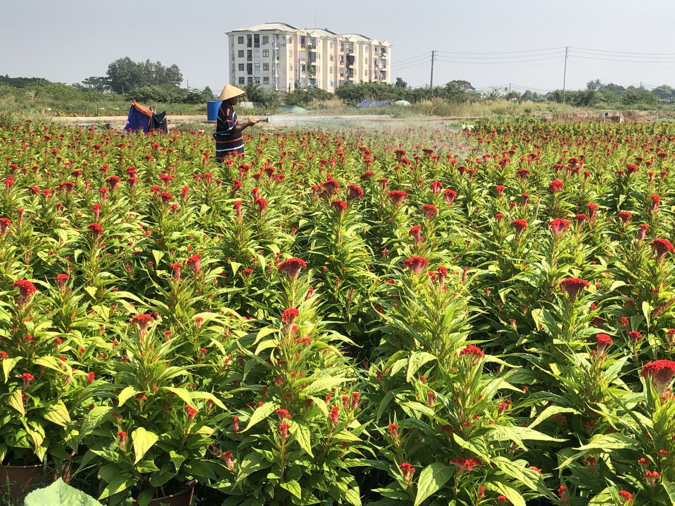 Mai vàng, hoa Tết nhộn nhịp xuống phố ảnh 14