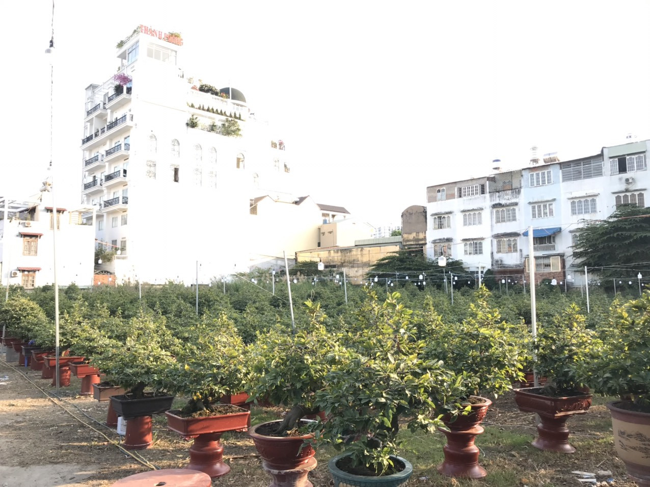 Mai vàng, hoa Tết nhộn nhịp xuống phố ảnh 9