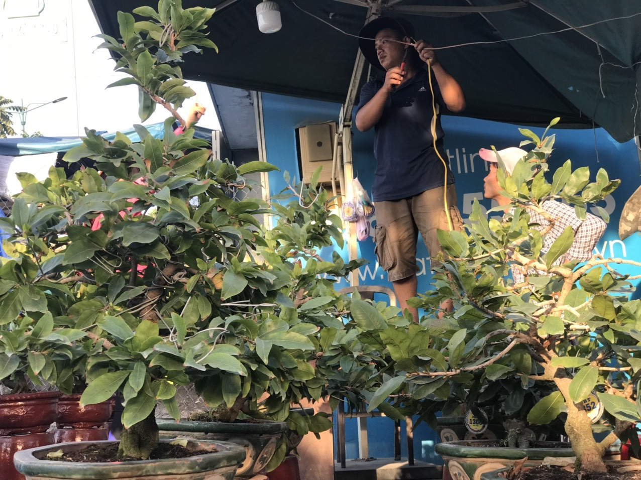 Mai vàng, hoa Tết nhộn nhịp xuống phố ảnh 13