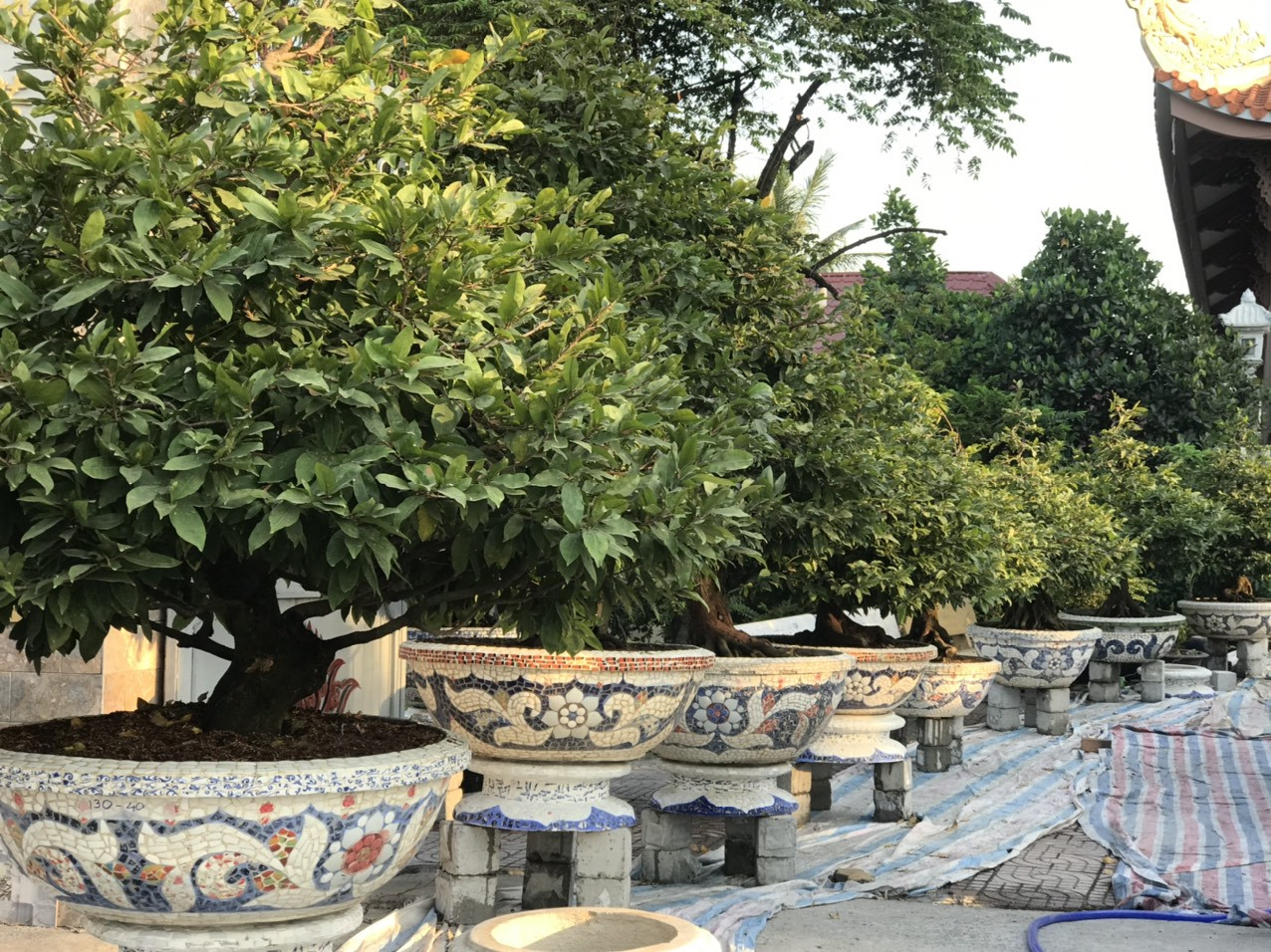 Mai vàng, hoa Tết nhộn nhịp xuống phố ảnh 5