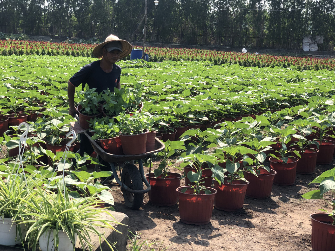 Mai vàng, hoa Tết nhộn nhịp xuống phố ảnh 15