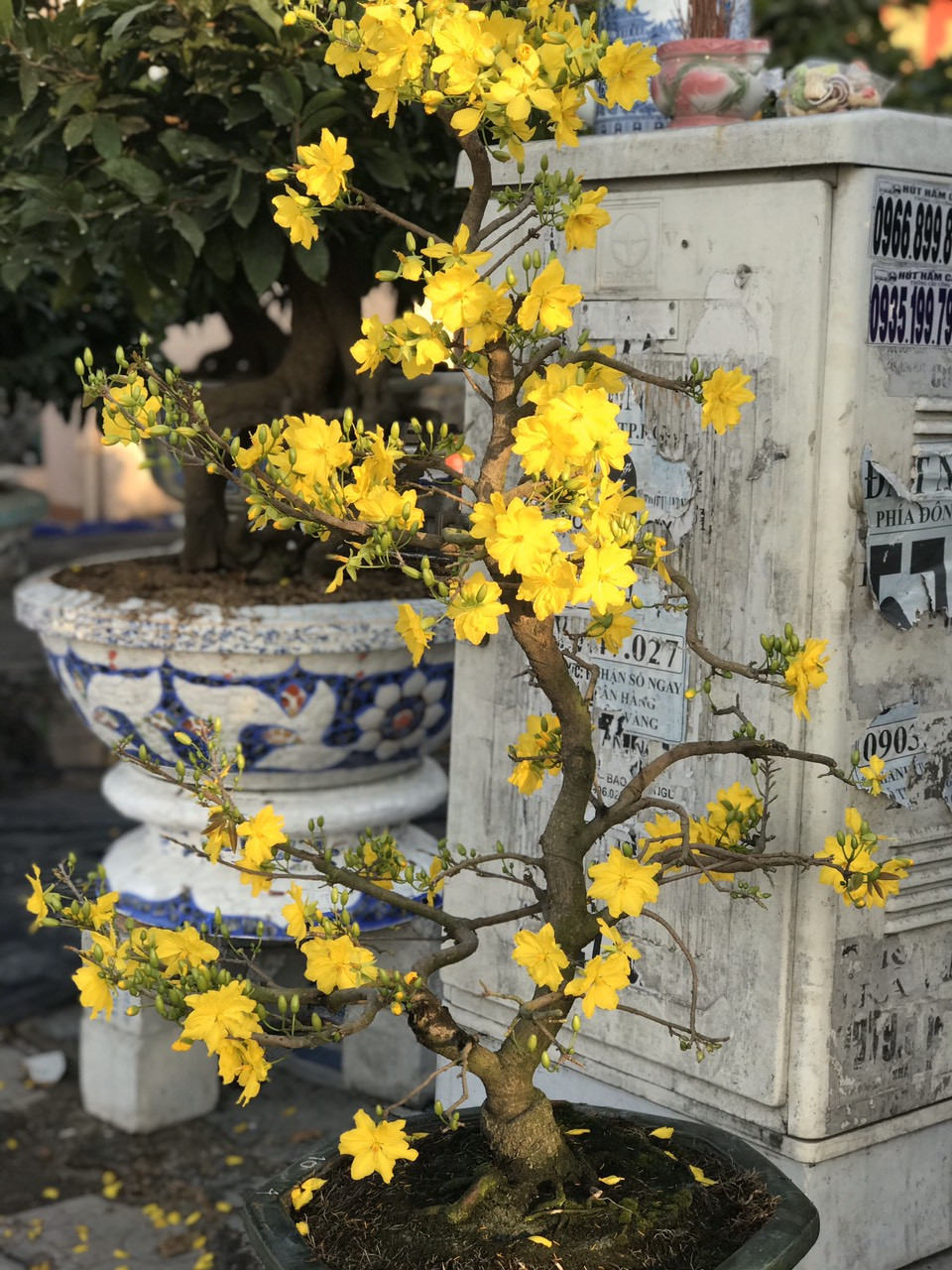 Mai vàng, hoa Tết nhộn nhịp xuống phố ảnh 11