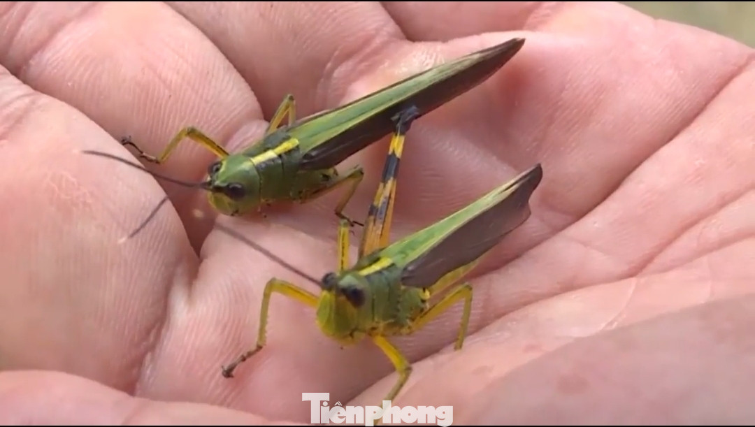 Bão 'châu chấu' tàn phá cây trồng tại huyện vùng cao Thanh Hóa ảnh 4