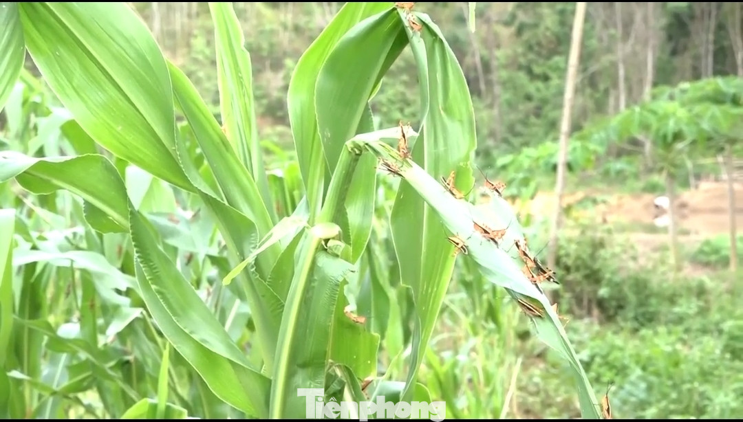 Bão 'châu chấu' tàn phá cây trồng tại huyện vùng cao Thanh Hóa ảnh 3