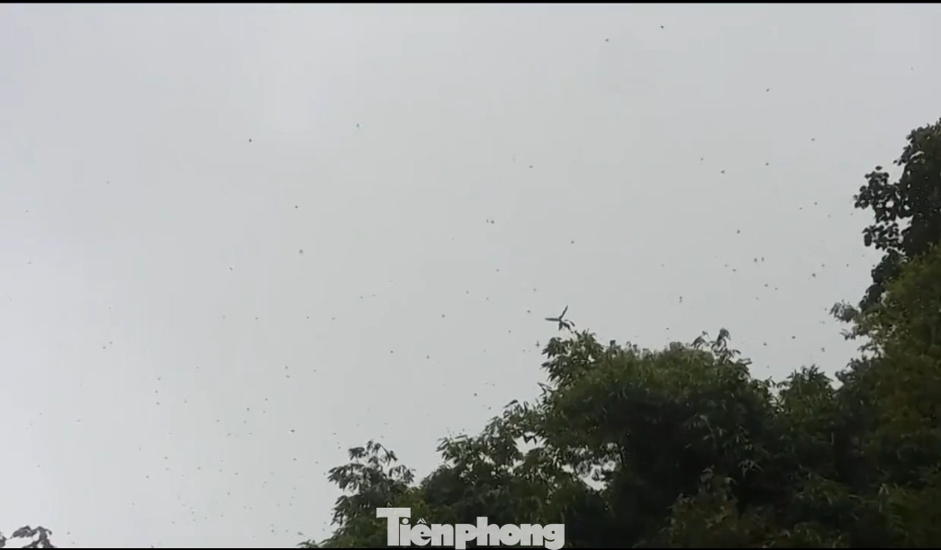 Bão 'châu chấu' tàn phá cây trồng tại huyện vùng cao Thanh Hóa ảnh 1