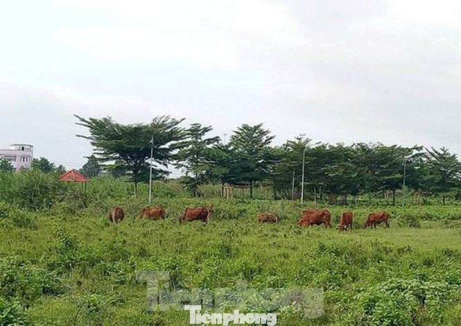 Công an mời 'ông lớn' lên làm việc, thanh tra sử dụng đất công viên trăm tỷ ảnh 1