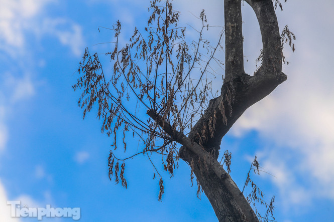 Nhiều cây sưa 'tiền tỷ' trên đường phố Hà Nội dần chết khô trong bọc sắt ảnh 9