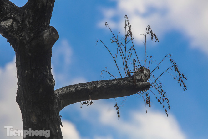 Nhiều cây sưa 'tiền tỷ' trên đường phố Hà Nội dần chết khô trong bọc sắt ảnh 2