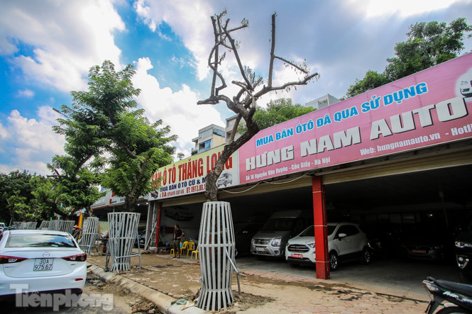 Nhiều cây sưa 'tiền tỷ' trên đường phố Hà Nội dần chết khô trong bọc sắt ảnh 3