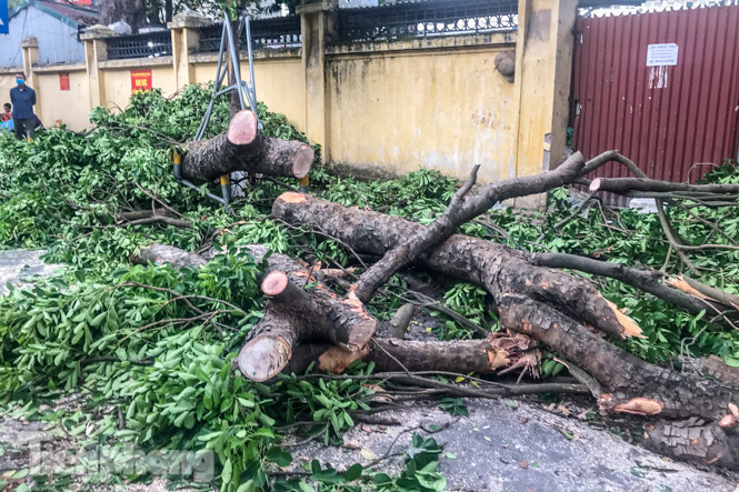 Cành cây cổ thụ trong bệnh viện 108 rơi đè bẹp 3 ô tô ảnh 4