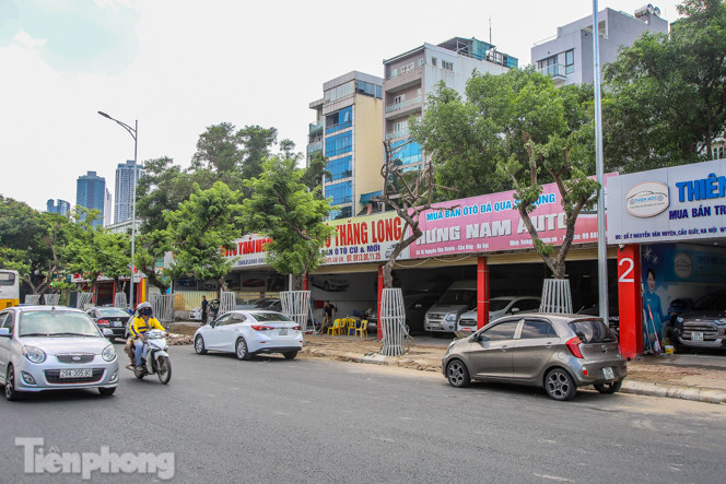 Nhiều cây sưa 'tiền tỷ' trên đường phố Hà Nội dần chết khô trong bọc sắt ảnh 11