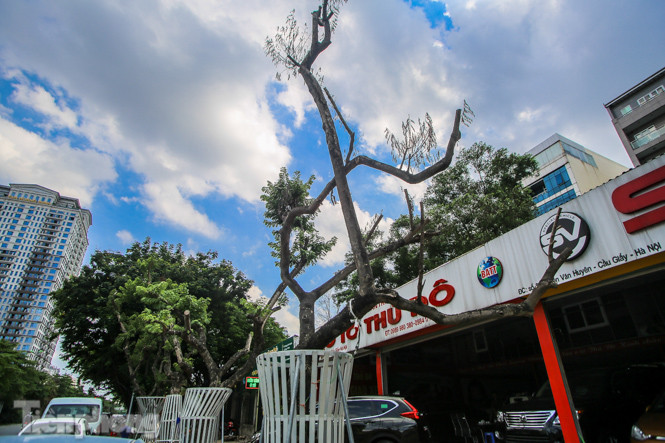 Nhiều cây sưa 'tiền tỷ' trên đường phố Hà Nội dần chết khô trong bọc sắt ảnh 7