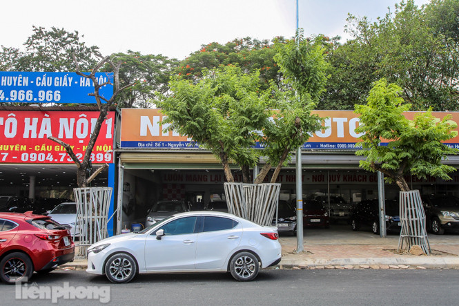 Nhiều cây sưa 'tiền tỷ' trên đường phố Hà Nội dần chết khô trong bọc sắt ảnh 12