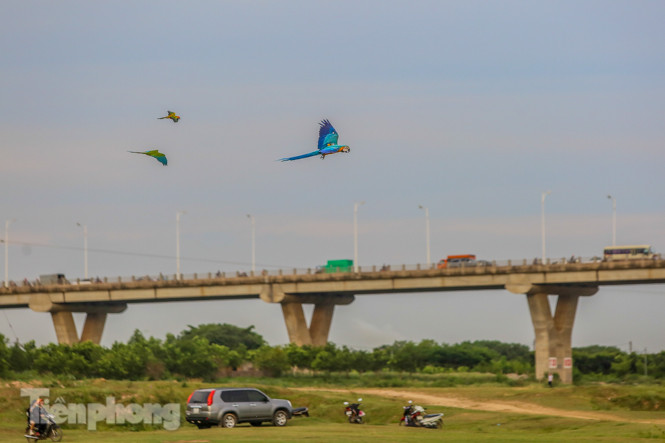 Ngắm vẹt sặc sỡ có giá nghìn đô của dân chơi Hà thành ảnh 12