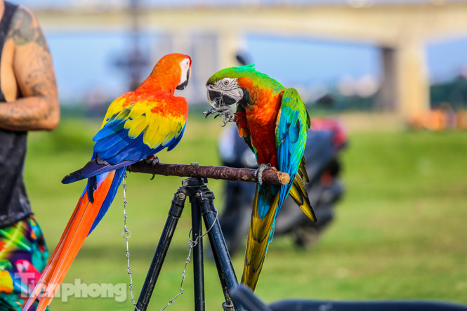 Ngắm vẹt sặc sỡ có giá nghìn đô của dân chơi Hà thành ảnh 3