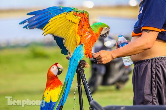 Ngắm vẹt sặc sỡ có giá nghìn đô của dân chơi Hà thành ảnh 5