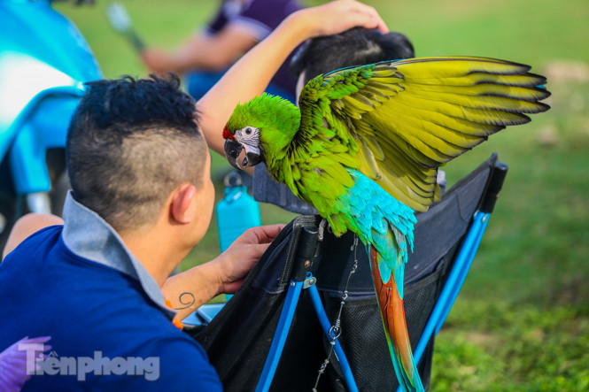 Ngắm vẹt sặc sỡ có giá nghìn đô của dân chơi Hà thành ảnh 1